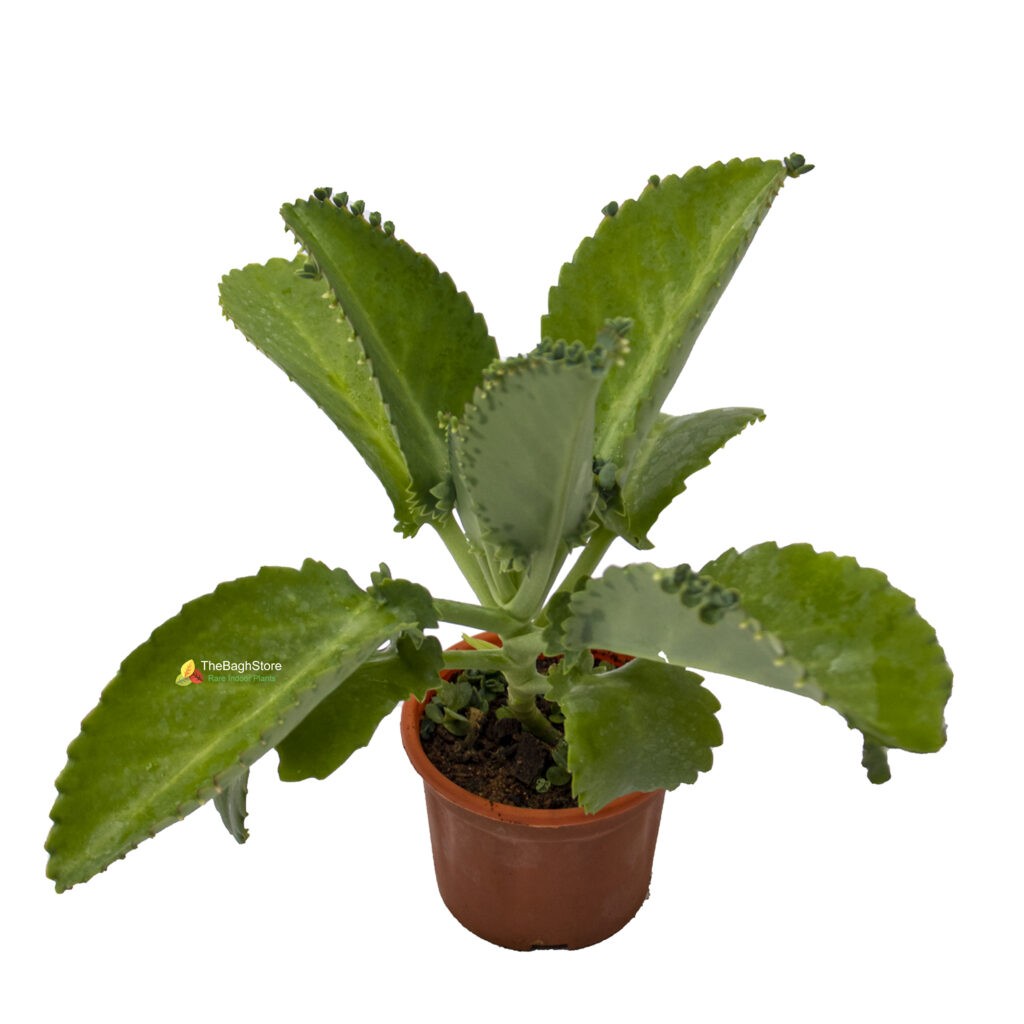 Buy Kalanchoe Pinnata, Patharchata Plant Online Bangalore Nursery