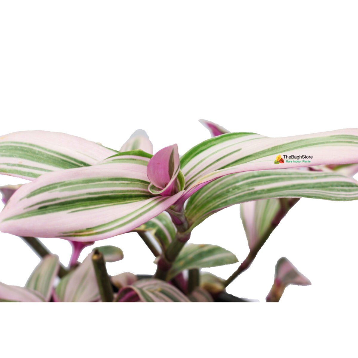 tradescantia spathacea Plants online bangalore