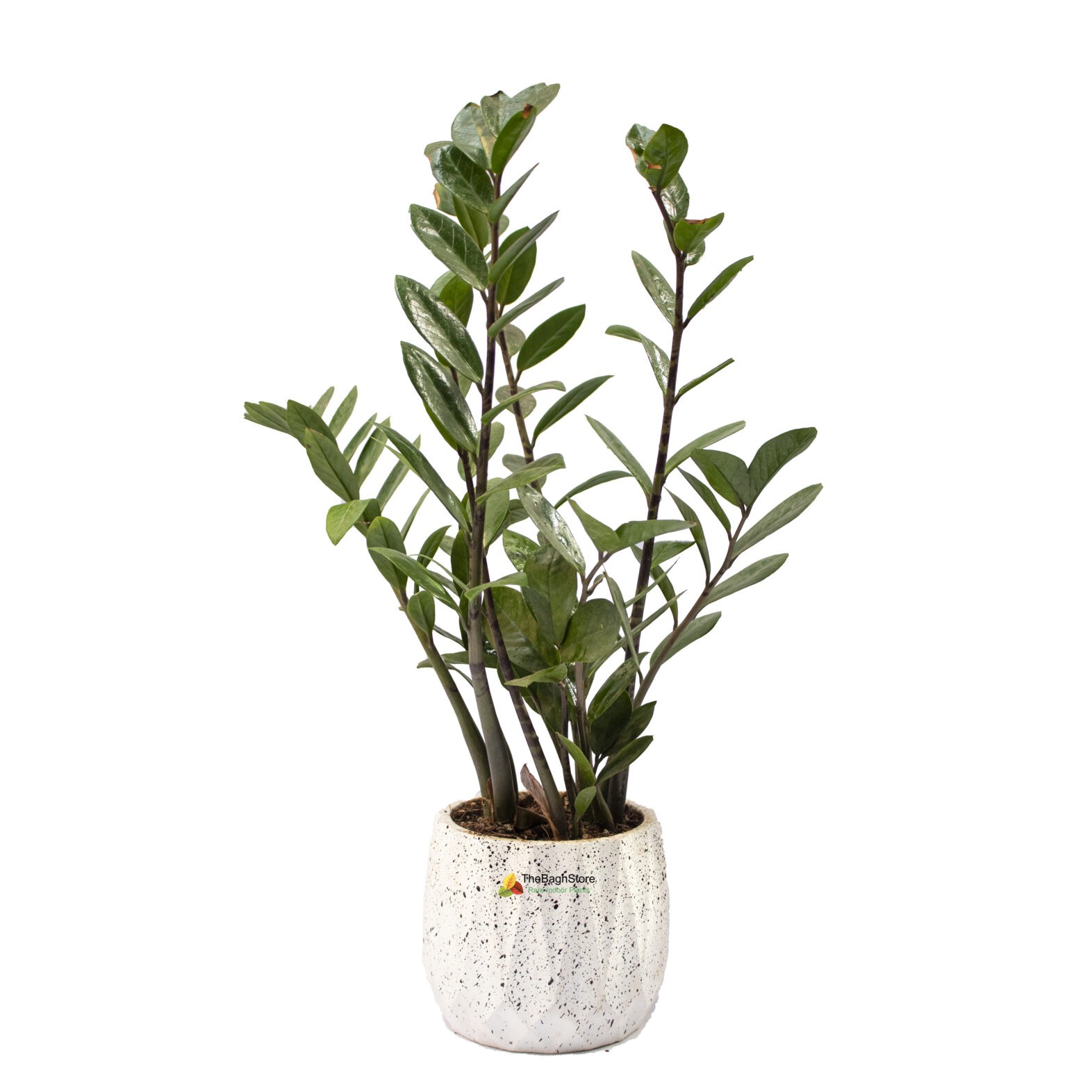 Zz plant in White Concrete Pot | Zero Maintenance Plant for Home