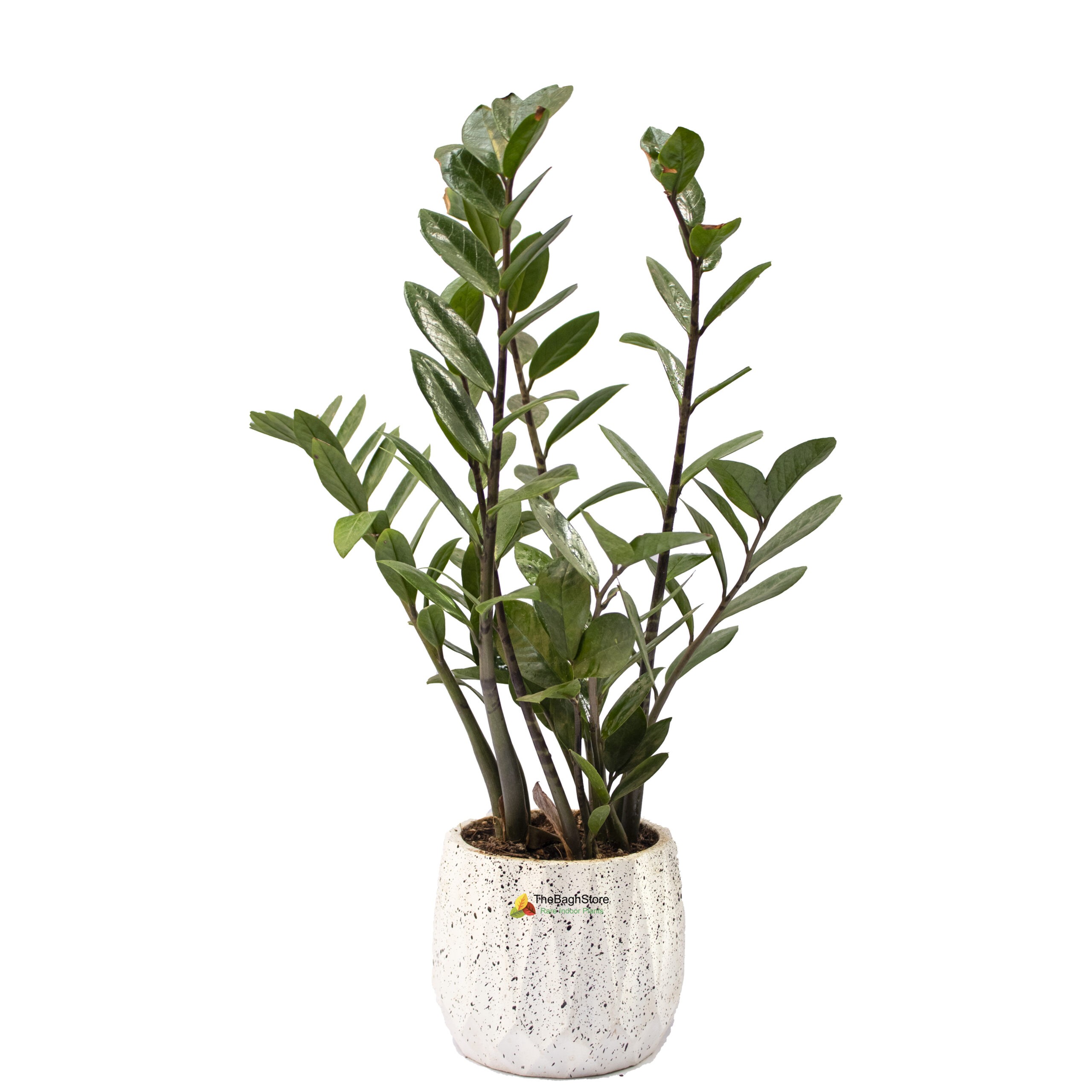 big zz plant in white concrete pot - decorative plant for home