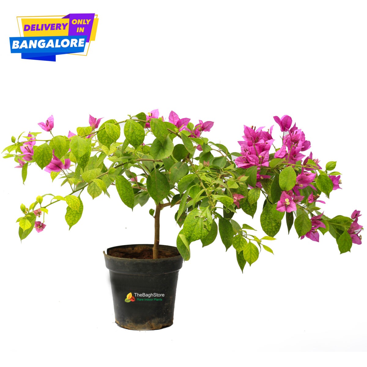 Bougainvillea plant with pink flowers - decorative plant for balcony