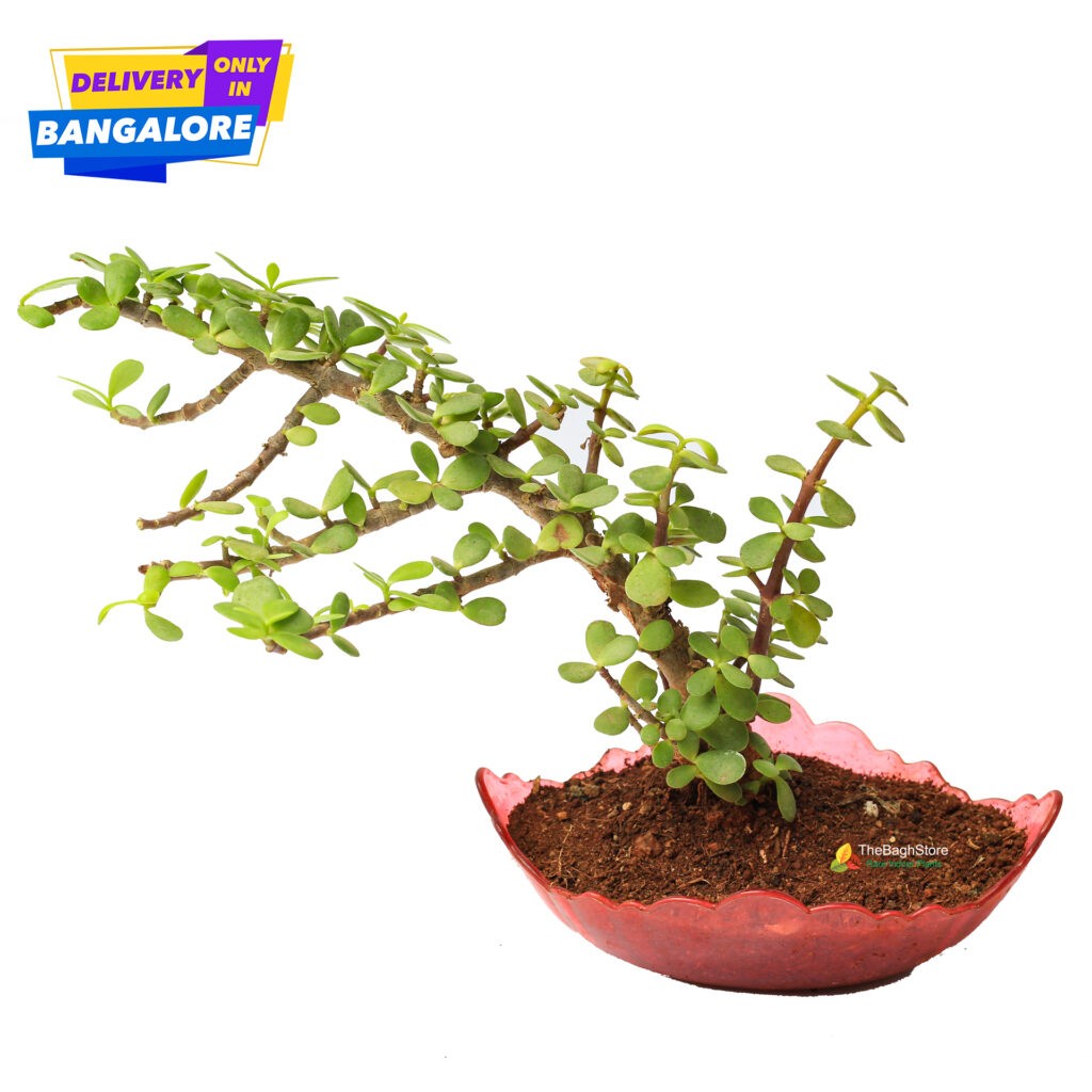 Buy Jade Bonsai Plant Indoor Plant Nursery Online Bangalore 2021