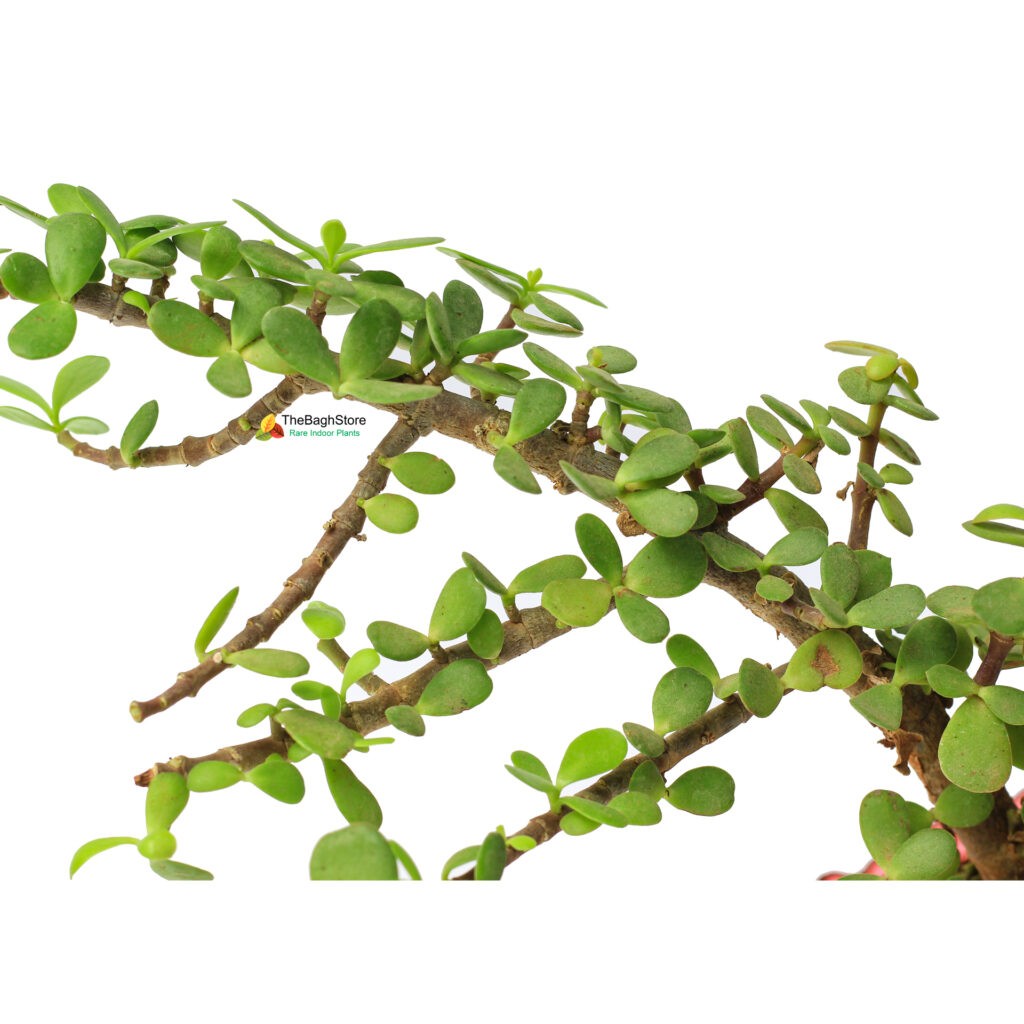 Buy Jade Bonsai Plant Indoor Plant Nursery Online Bangalore 2021