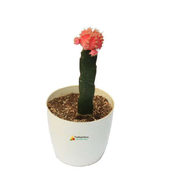 Grafted Pink Cactus Plant 
