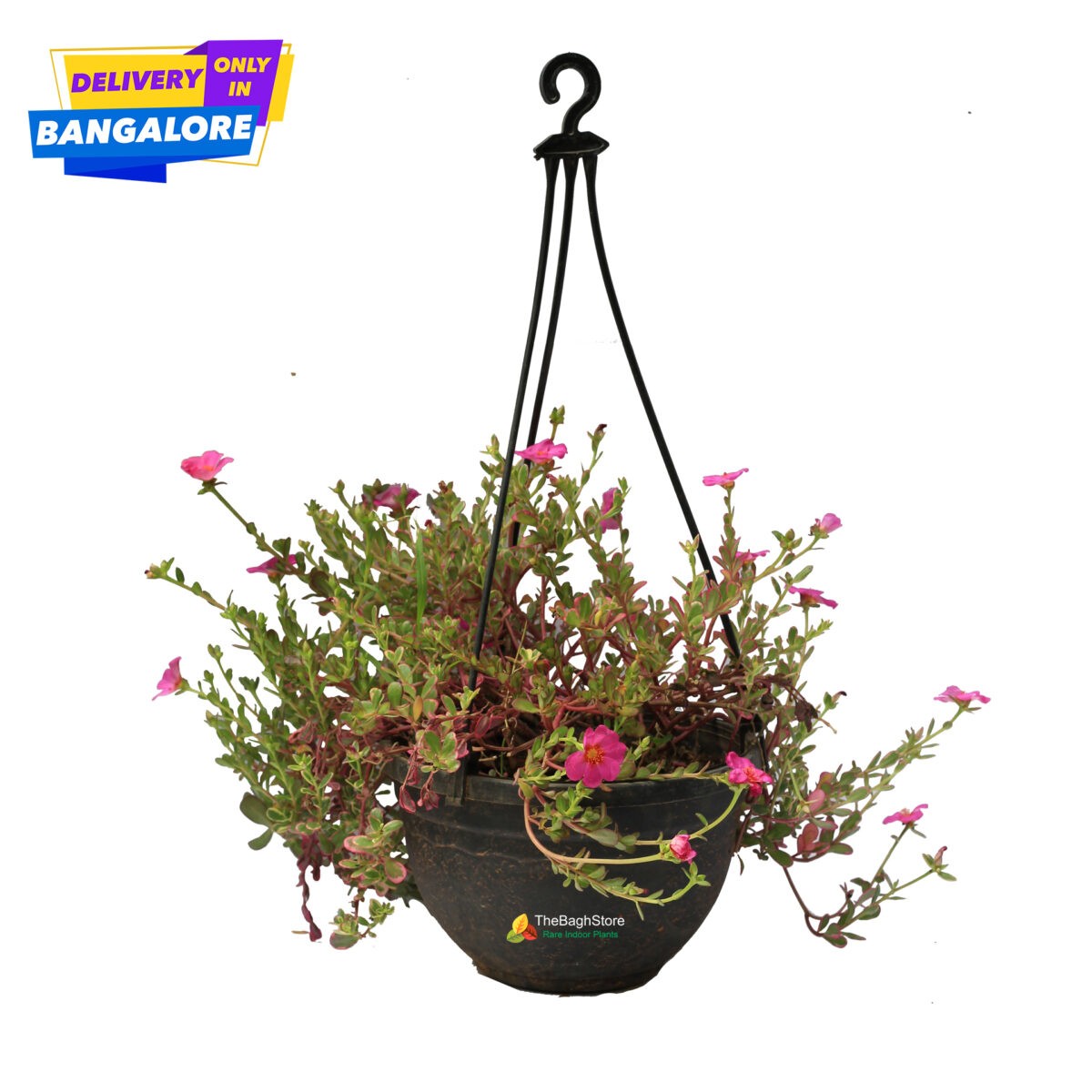 Portulaca, Table Moss, Hanging Plants for Bangalore Nursery