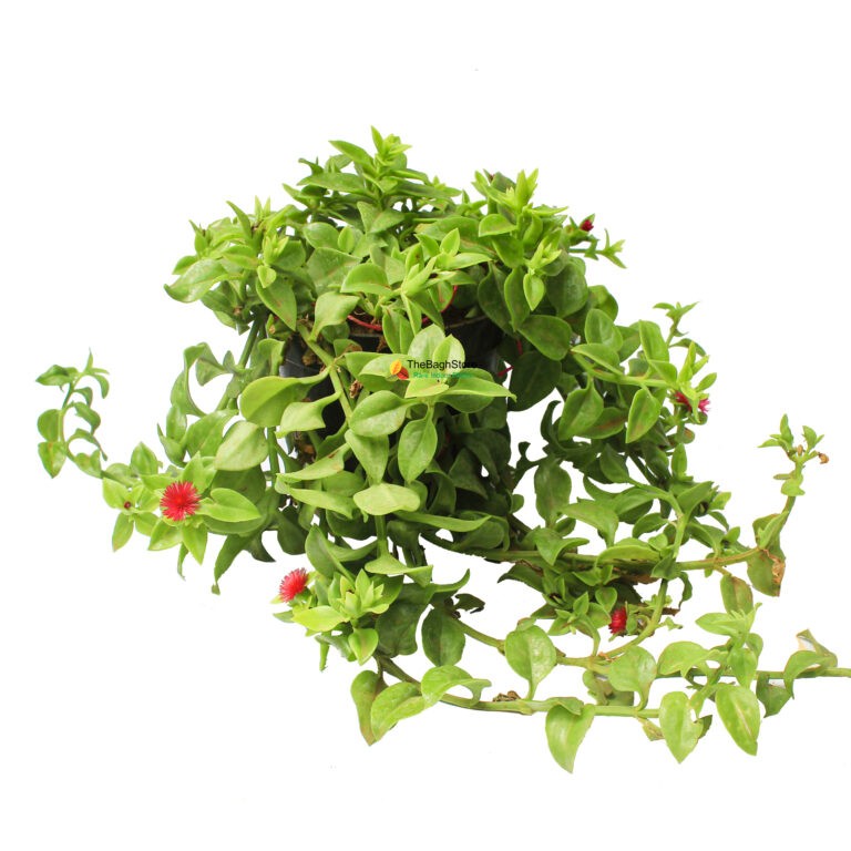 Buy Top 10 Hanging Plants Online Live Nursery of Plants India