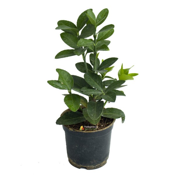 Euonymus japonicus ‘Green Spire – Plant