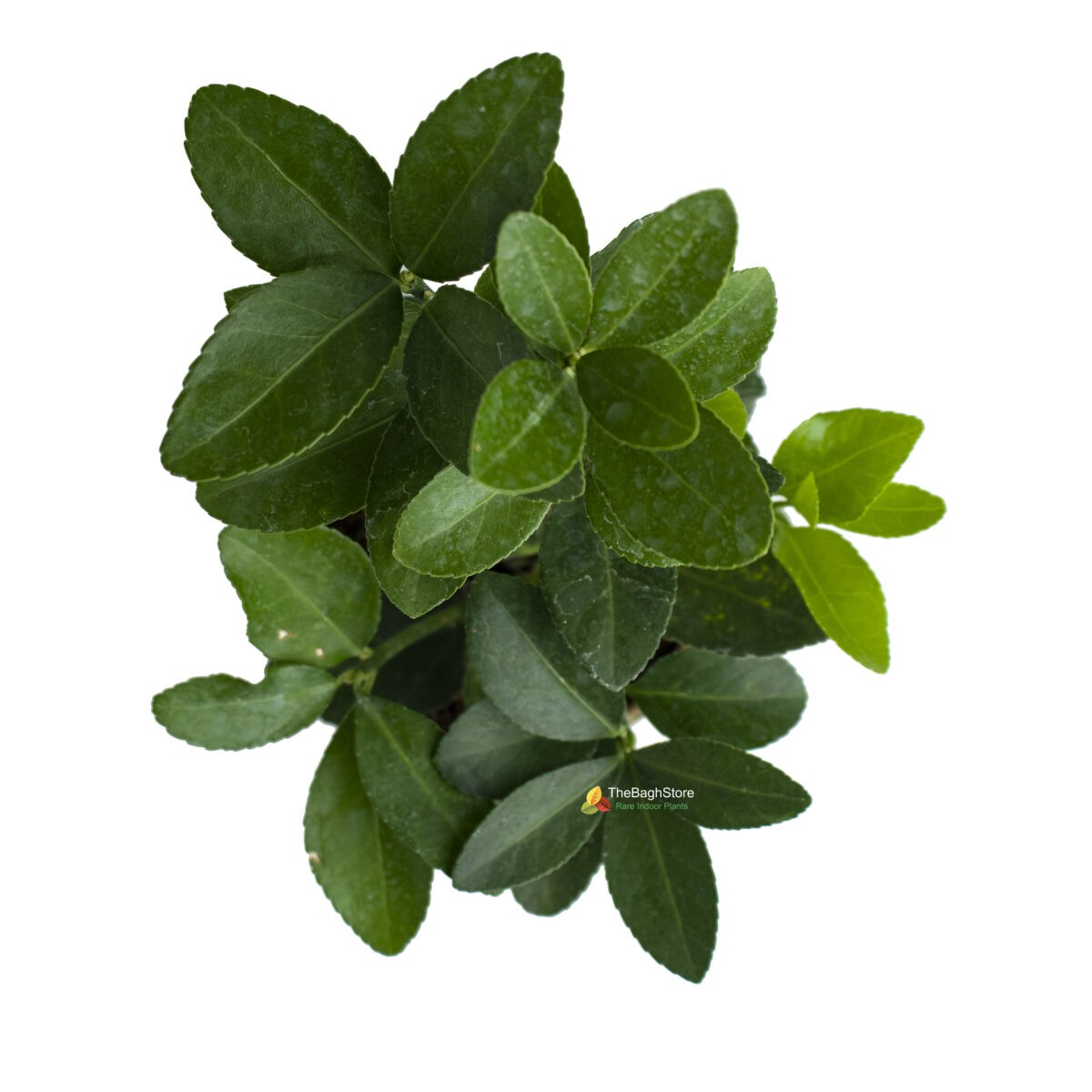 Euonymus japonicus ‘Green Spire – Plant