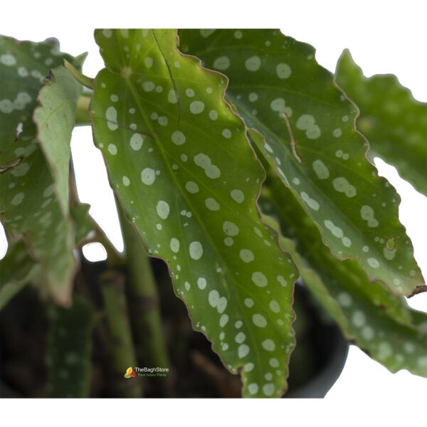 Begonia Maculata Tamaya Plant