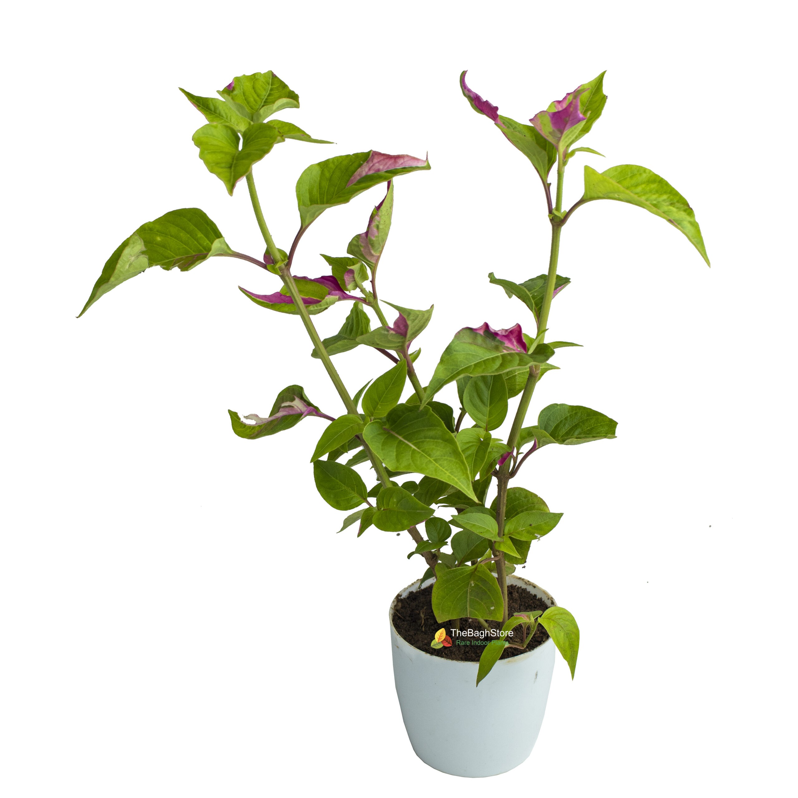 Iresine 'Pink Icing' , Plant