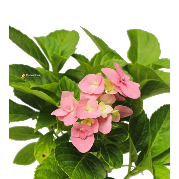 Hydrangea Macrophylla (Pink)