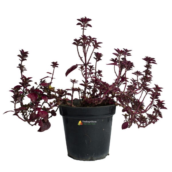 Alternanthera (Red) - Plant