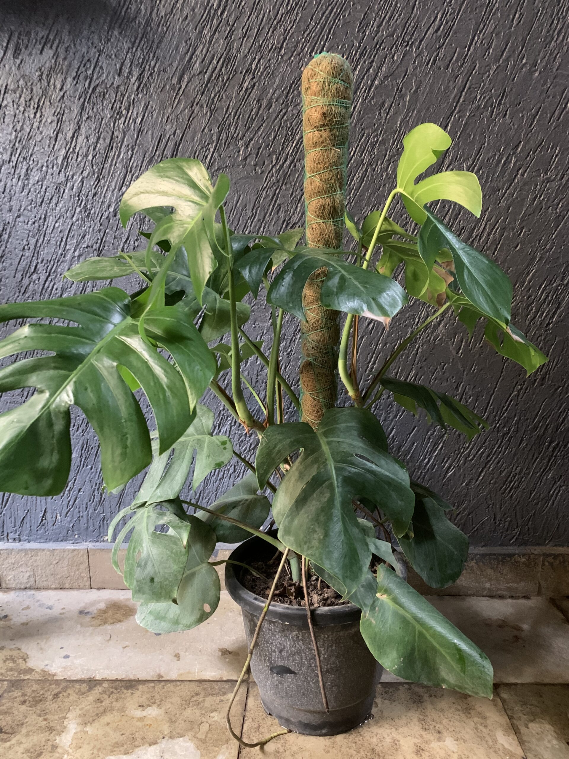 Thai Constellation Monstera - Live Plant in A 4 inch Nursery Pot - Monstera Deliciosa 'Thai Constellation' - Extremely Rare Indoor Houseplant