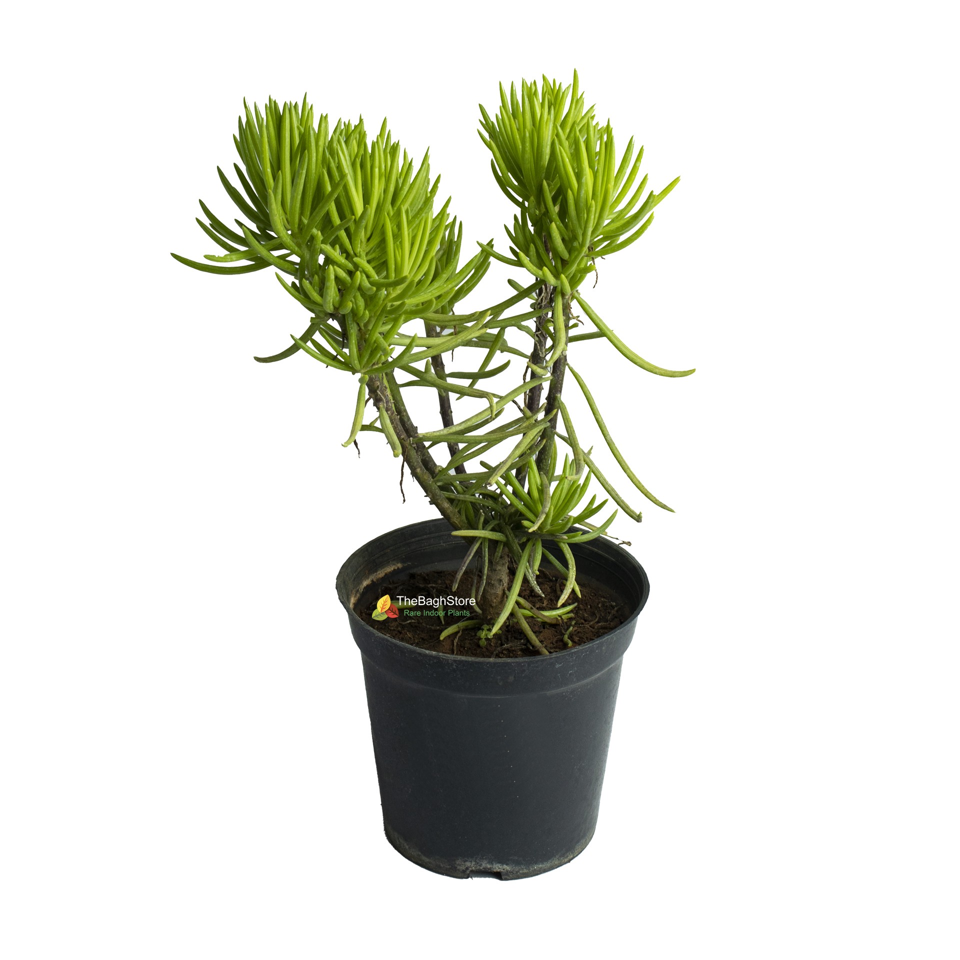Image of Cypress spurge plant in a pot