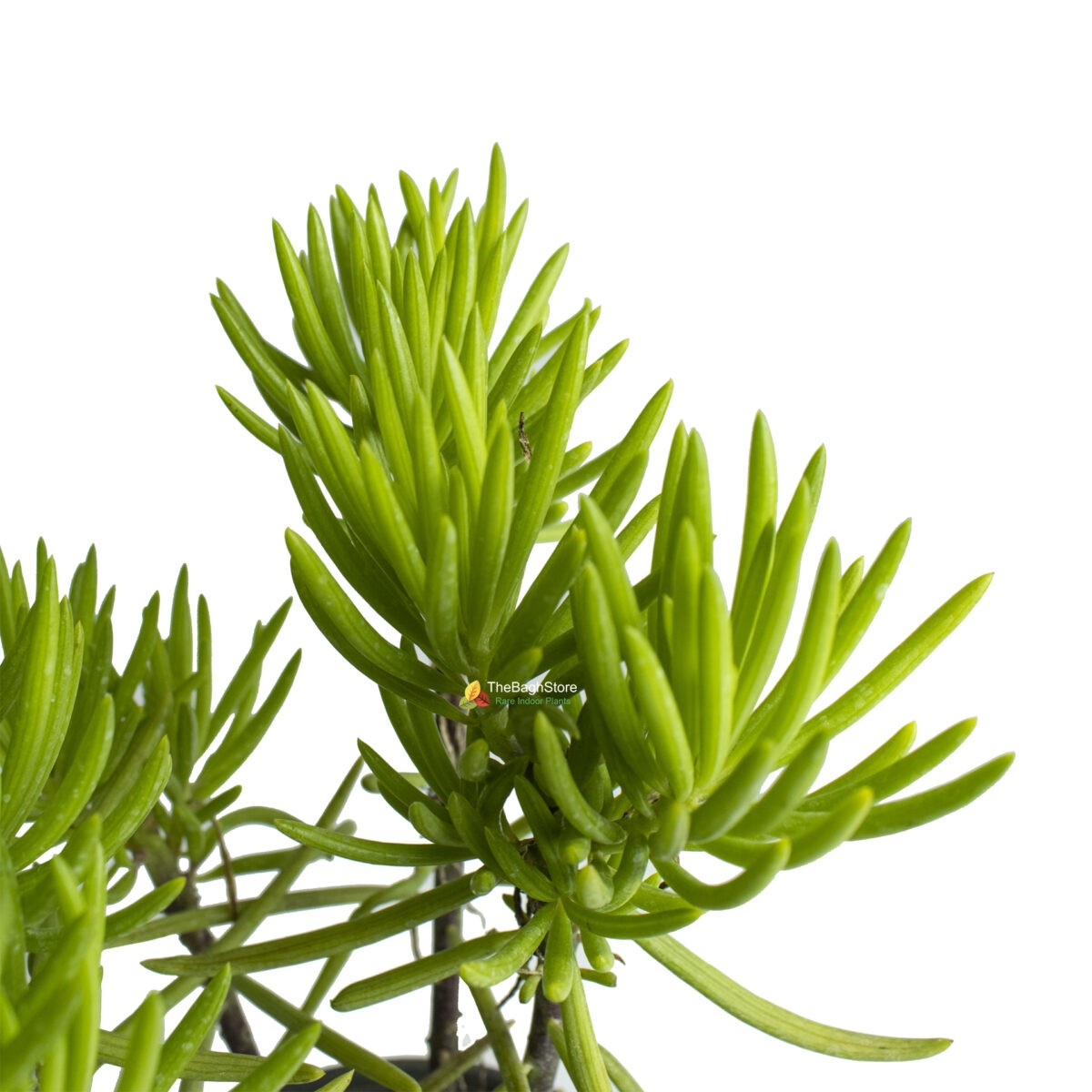 Euphorbia Cyparissias , Cypress Spurge - Plant