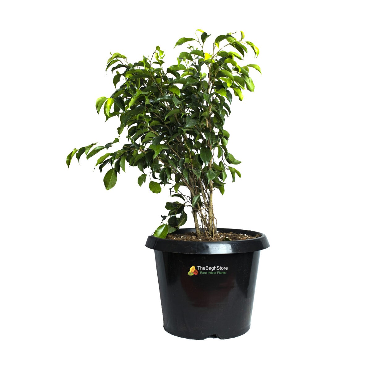 Ficus Benjamina, Weeping Fig - Plant