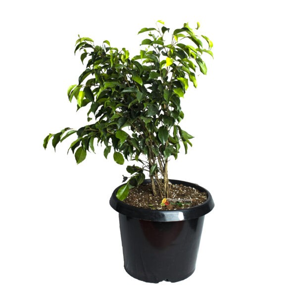 Ficus Benjamina, Weeping Fig - Plant