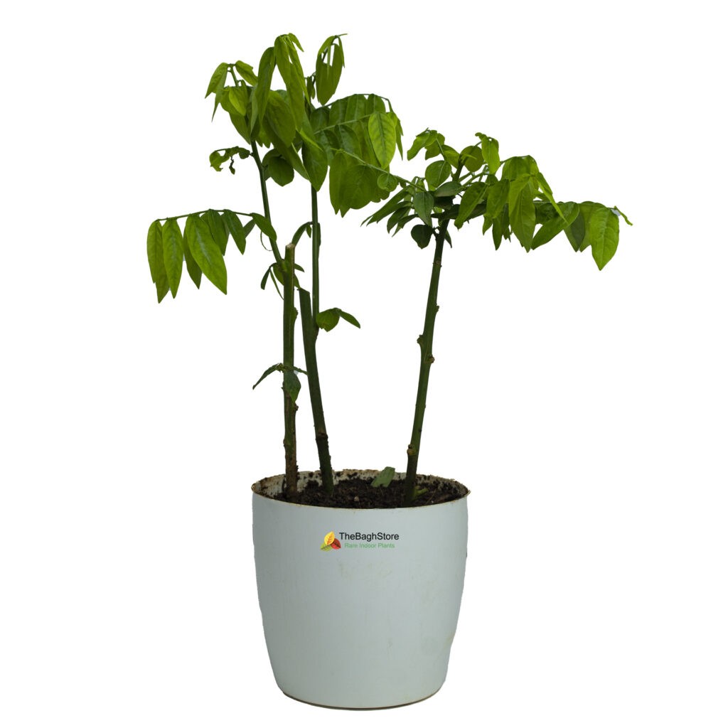 Multivitamin,Thavasi Keerai Plant TheBaghstore All Indoor Plants