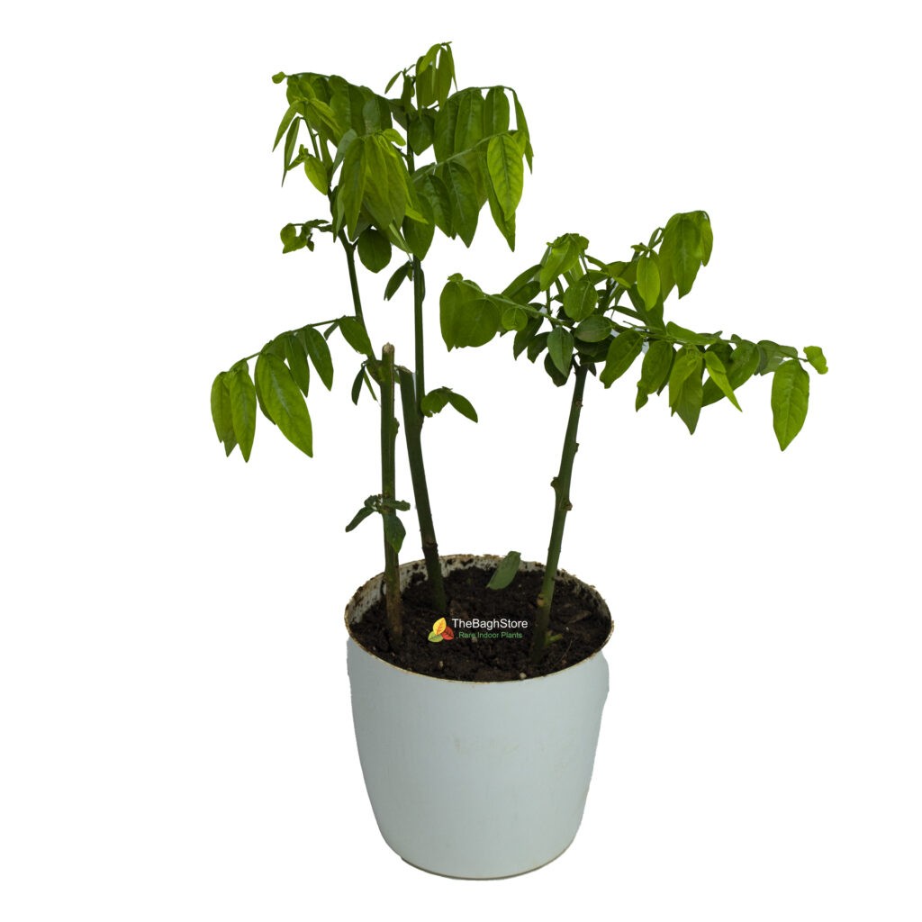 Multivitamin,Thavasi Keerai Plant TheBaghstore All Indoor Plants