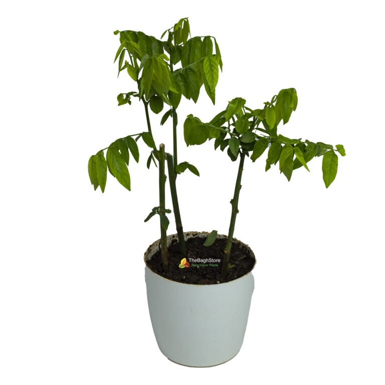 Multivitamin,Thavasi Keerai Plant TheBaghstore All Indoor Plants