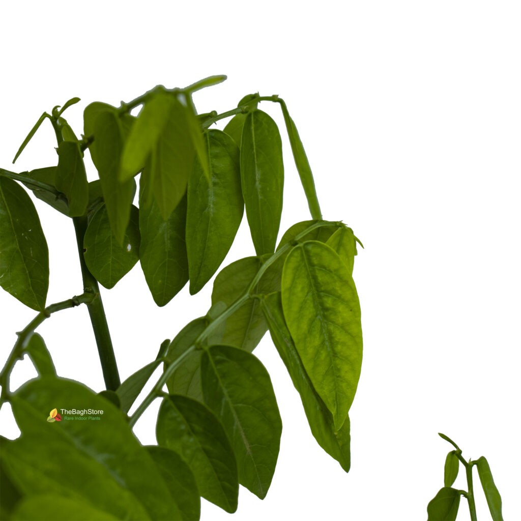 Multivitamin,Thavasi Keerai Plant TheBaghstore All Indoor Plants