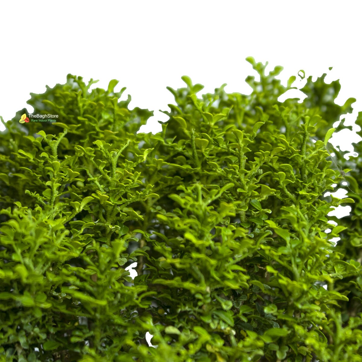 Murraya Exotica ,Murraya Paniculata , Orange Jessamine - Plant