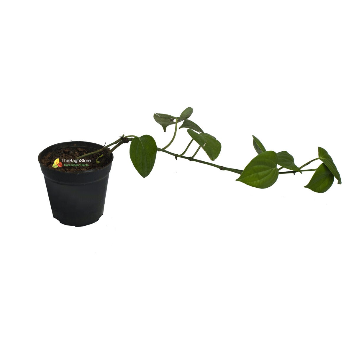 Pepper Plant , Piper nigrum, Kali Mirch – Plant