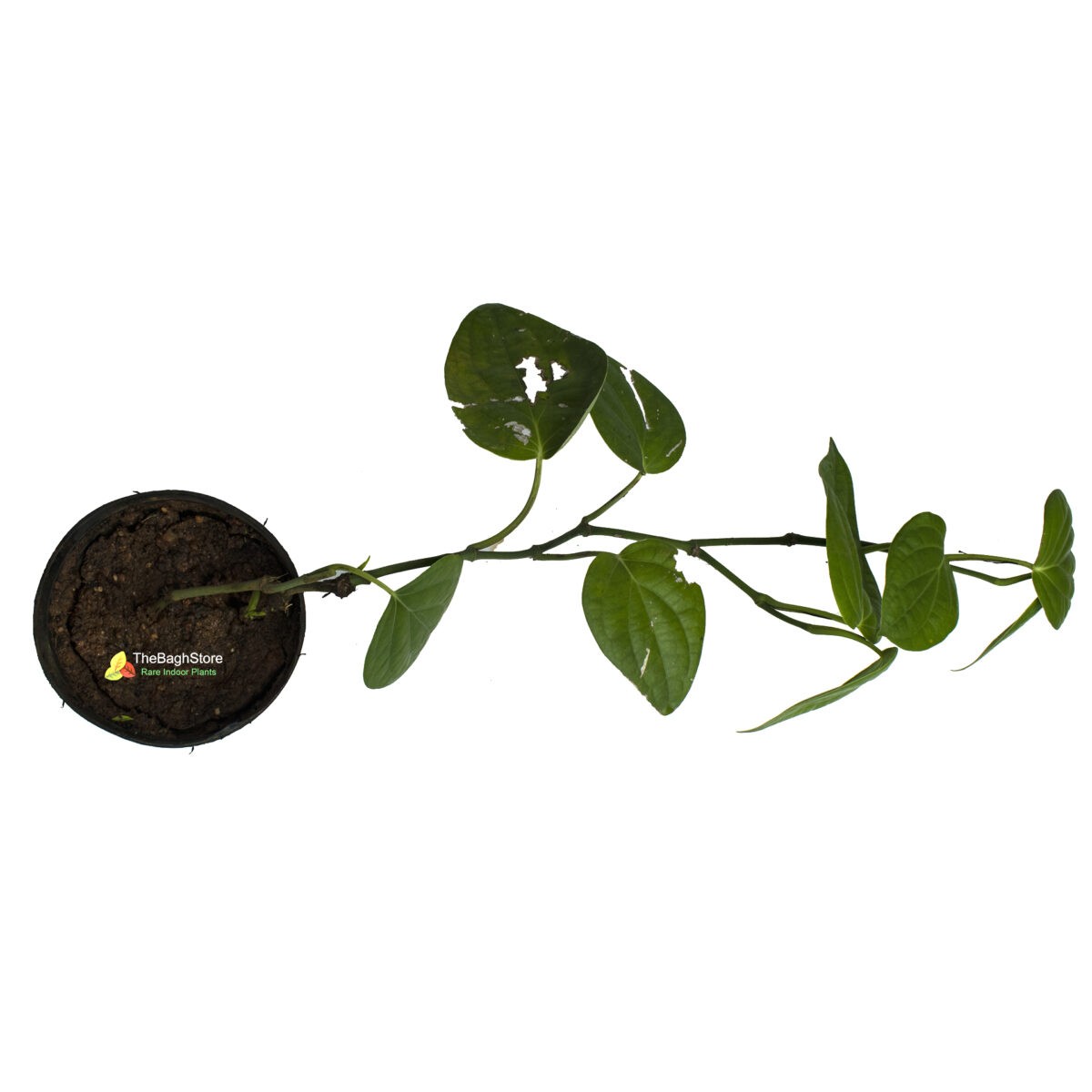 Pepper Plant , Piper nigrum, Kali Mirch – Plant