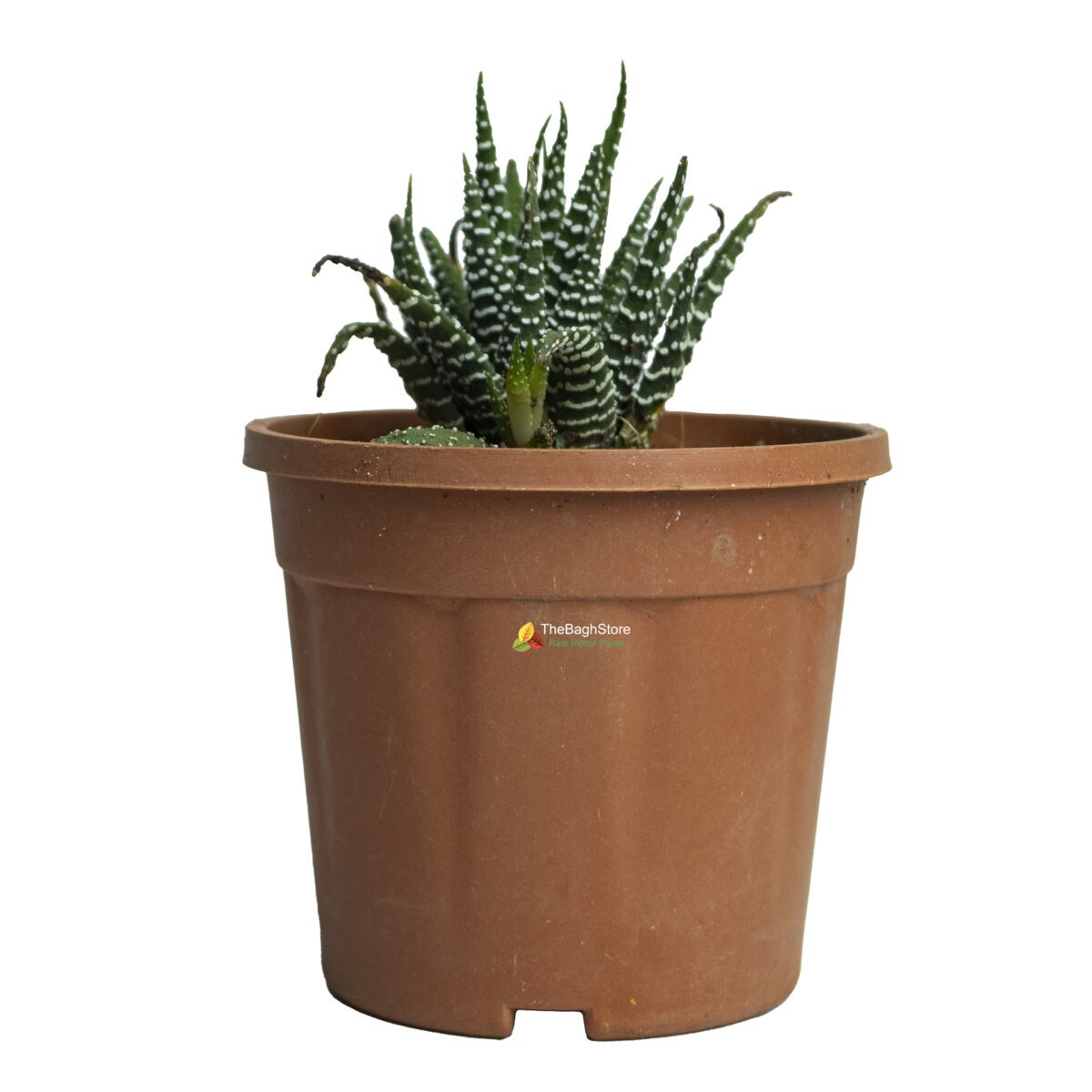 Zebra Cactus, Haworthia reinwardtii, Zebra Wart - Succulent Plant