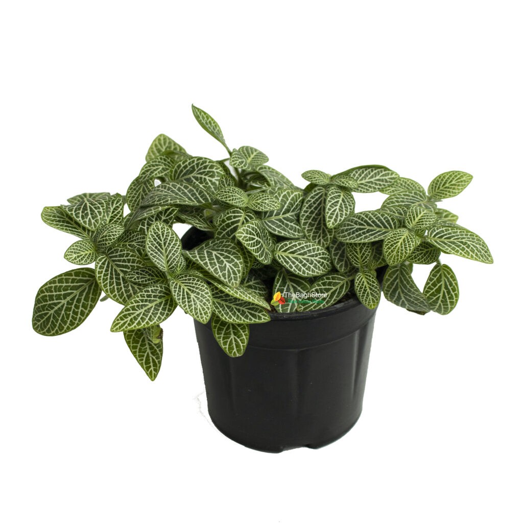 Fittonia Albivenis, White Nerve Plant - Plant | TheBaghstore - All ...