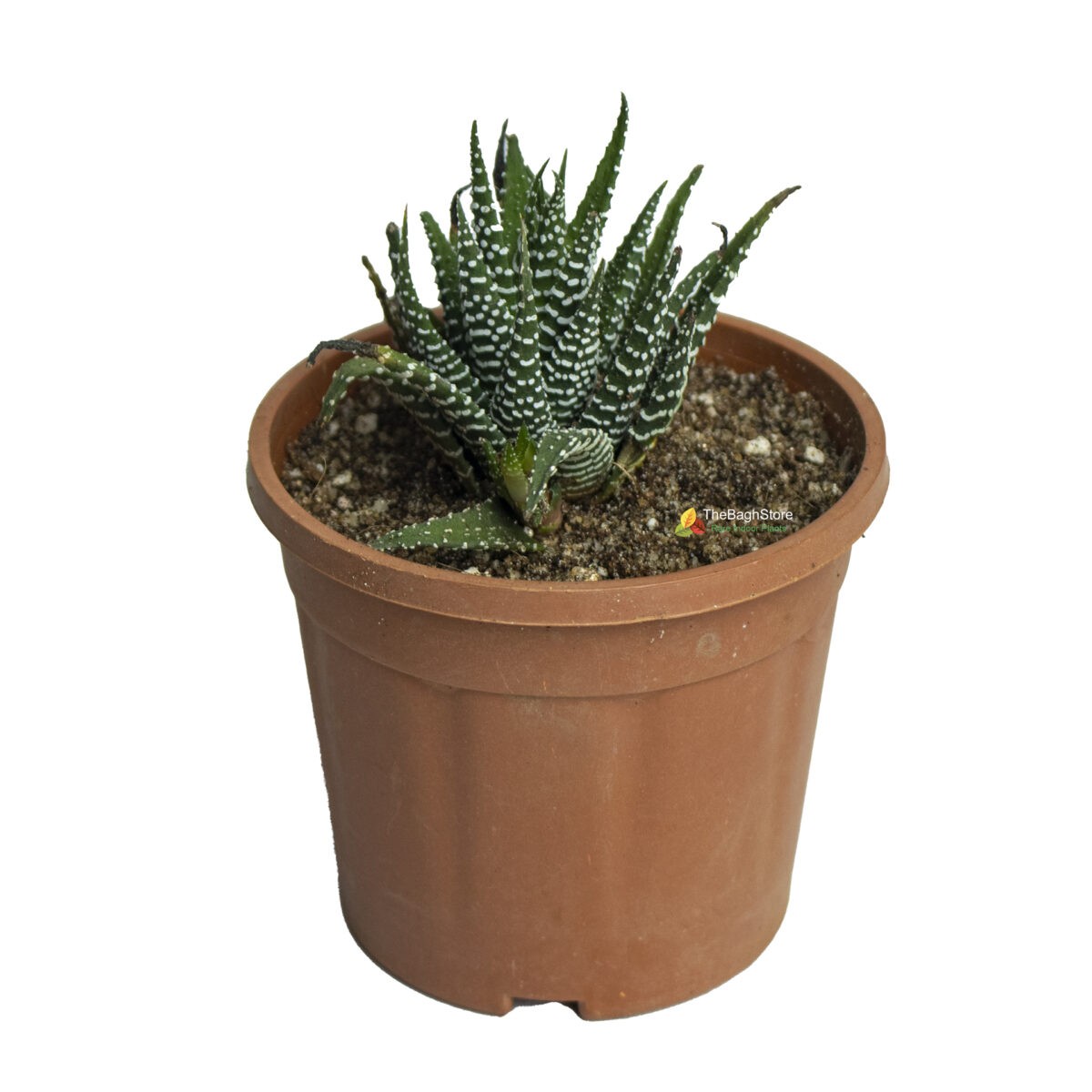 Zebra Cactus, Haworthia reinwardtii, Zebra Wart - Succulent Plant