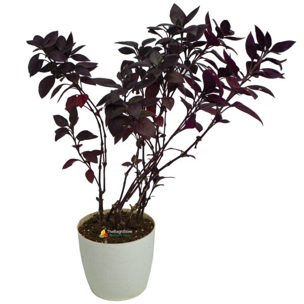 Alternanthera Brasiliana, Plant