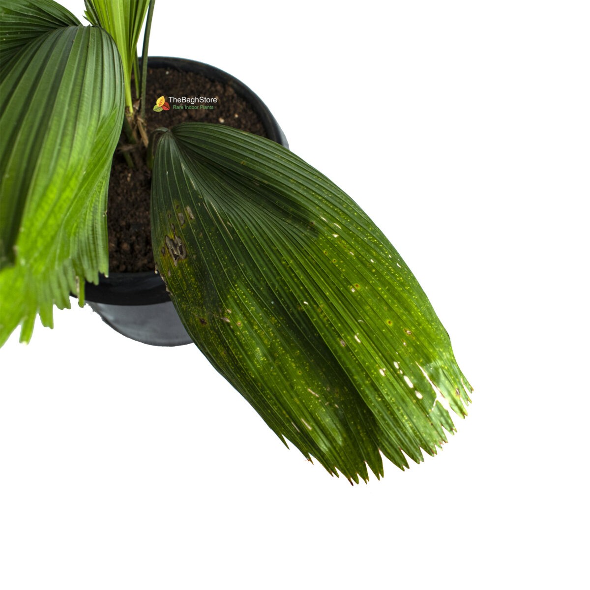 Ruffled fan palm,Pichodia grandis, Licuala grandis - Plant