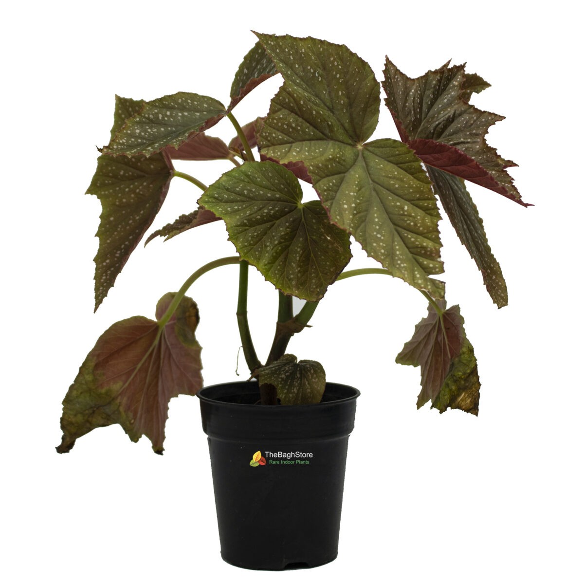 Begonia-Aconitifolia