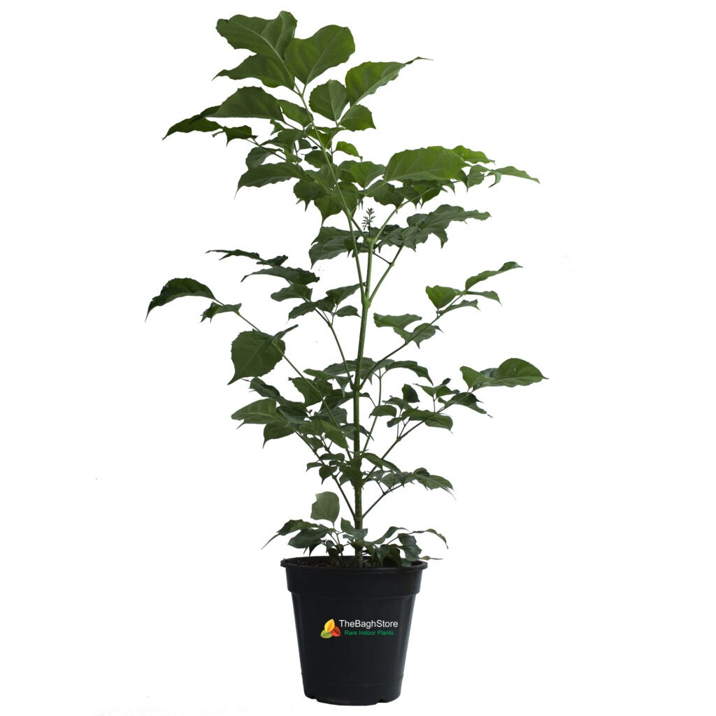 Radermachera , China Doll - Plant | TheBaghstore - All Indoor Plants