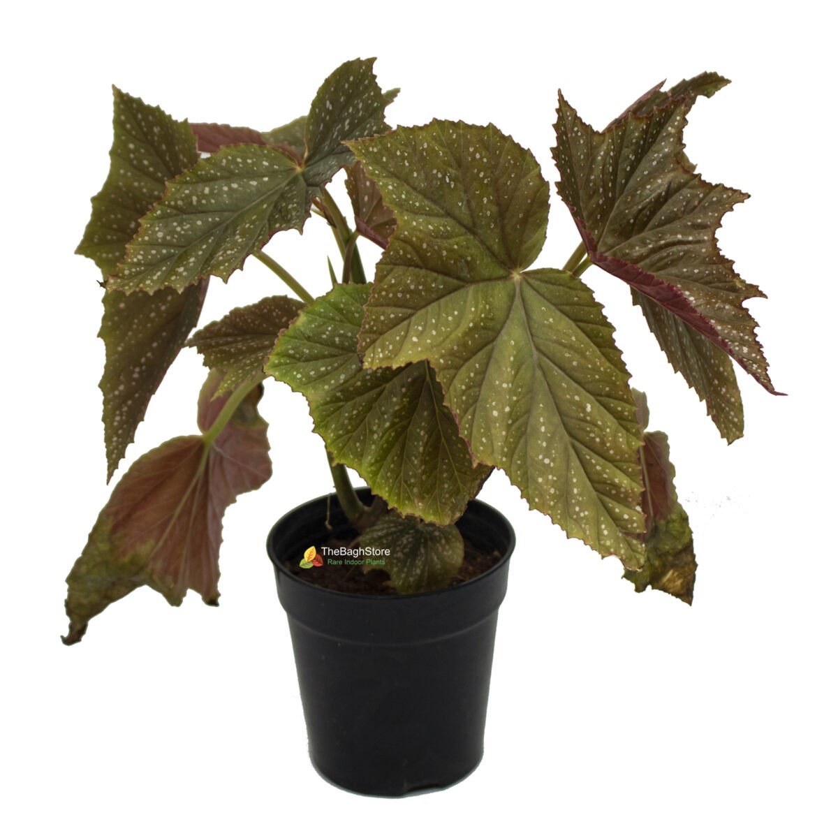 Begonia Aconitifolia - Plant