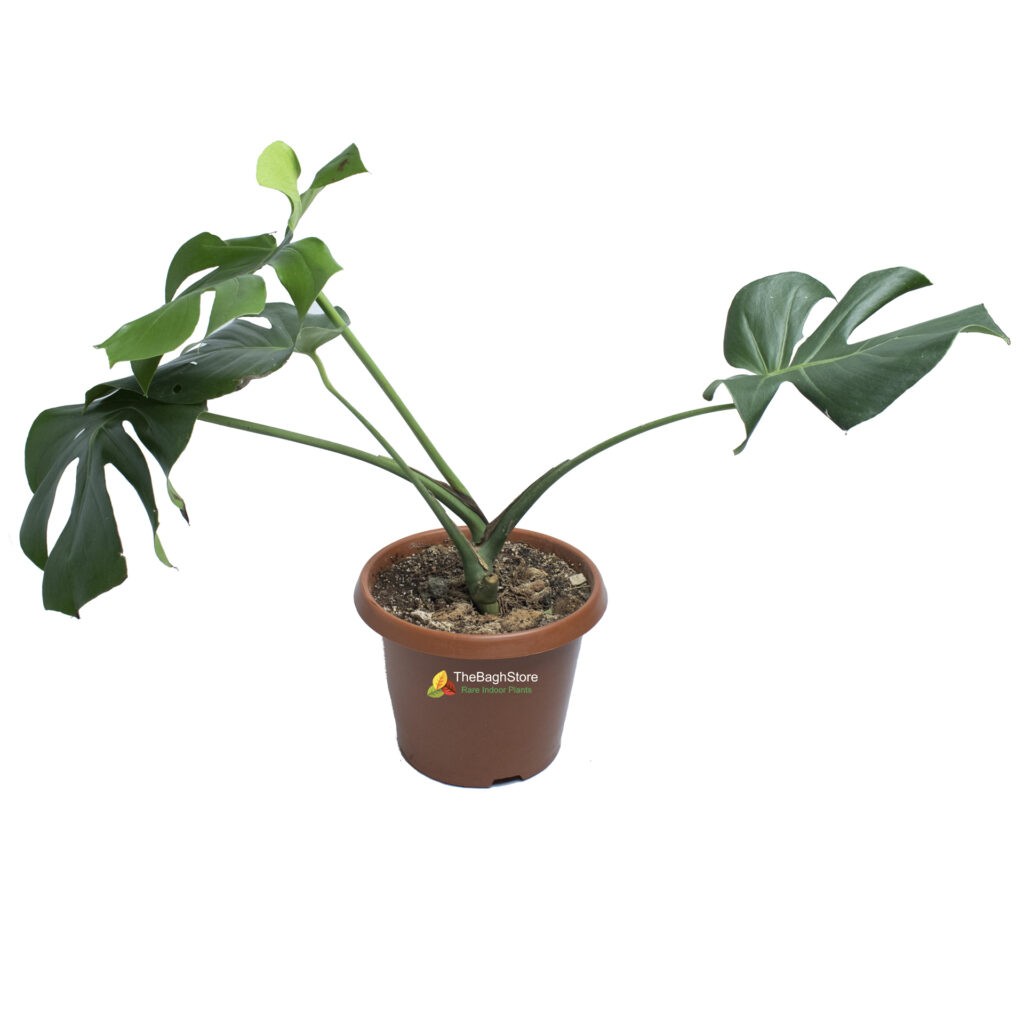Buy Monstera Deliciosa Swiss Cheese Plant Online Bangalore