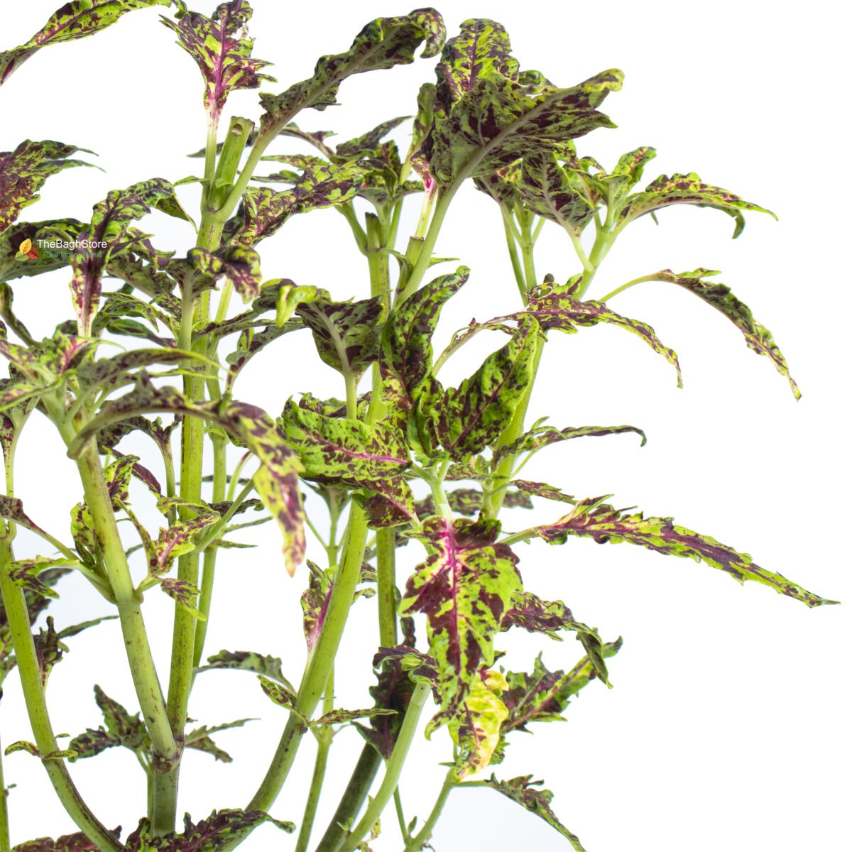 Coleus ,Pleactranthus Scutellariodes , Green - Plant