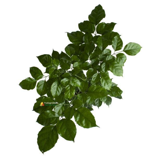 Radermachera , China Doll Plant TheBaghstore All Indoor Plants