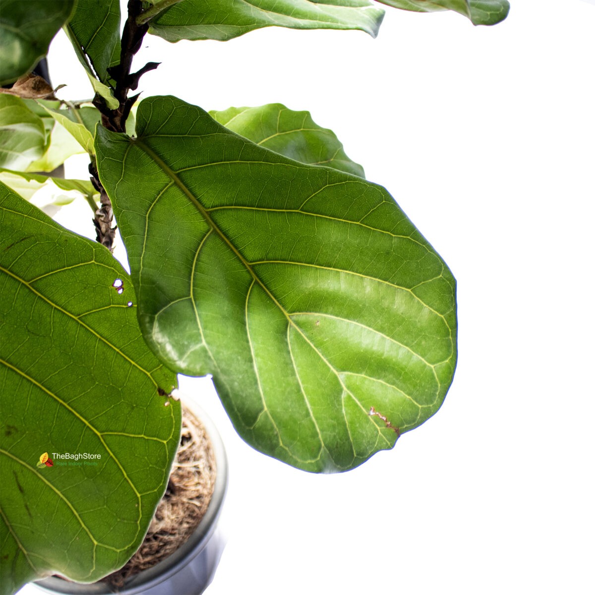 Fiddle Leaf Fig Plant , Ficus Lyrata, Bambino , Big 5 ft - Plant