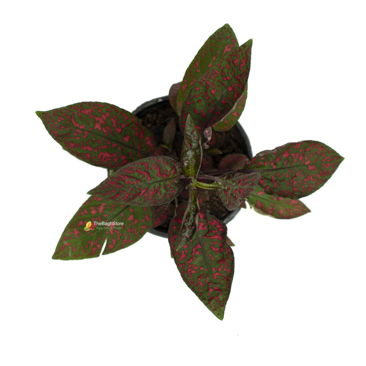 Polka Dot Plant, Hypoestes Sanguinolenta - Plant