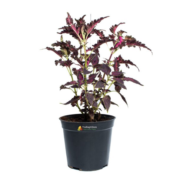 Coleus ,Pleactranthus Scutellariodes , Maroon - Plant