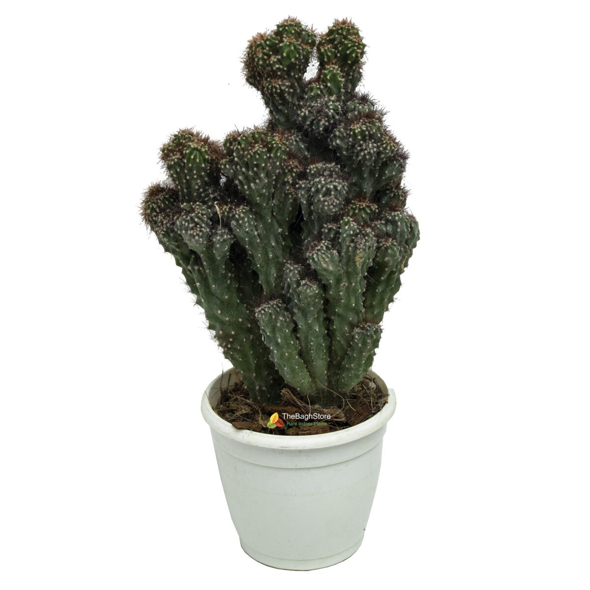 Cereus Peruvianus Monstrose ,Cactus - Plant