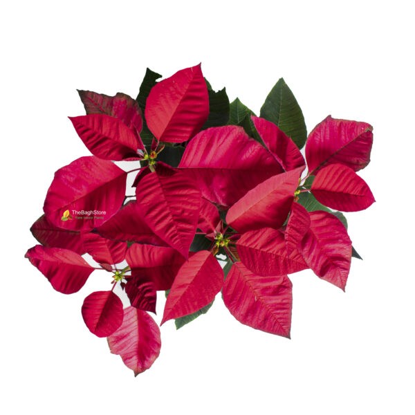 Poinsettia, Christmas Flower (Red) - Plant