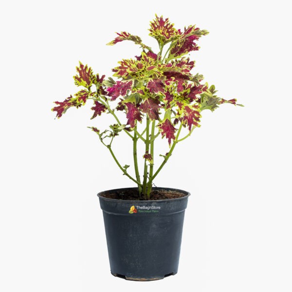 Coleus ,Pleactranthus Scutellariodes - Plant