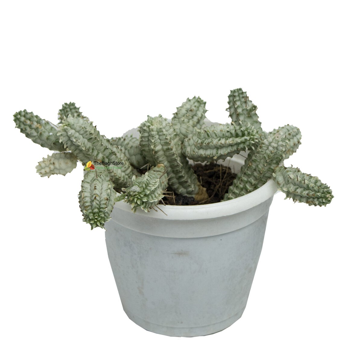Euphorbia Mammillaris Variegata , Cactus - Plant