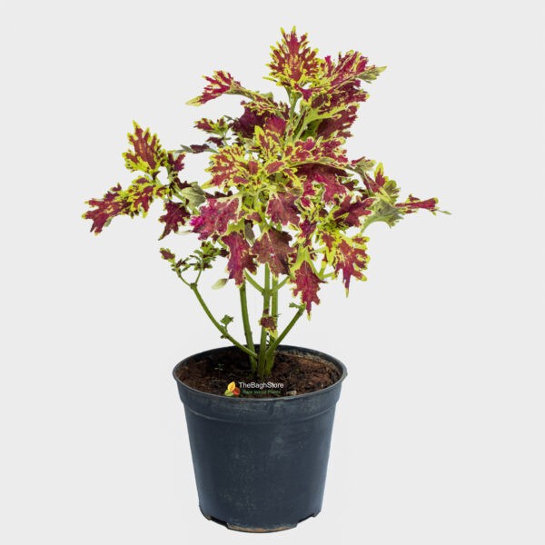 Coleus ,Pleactranthus Scutellariodes - Plant