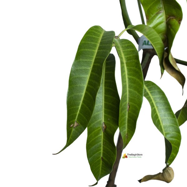 Mango Tree , Alphonso Grafted - Plant