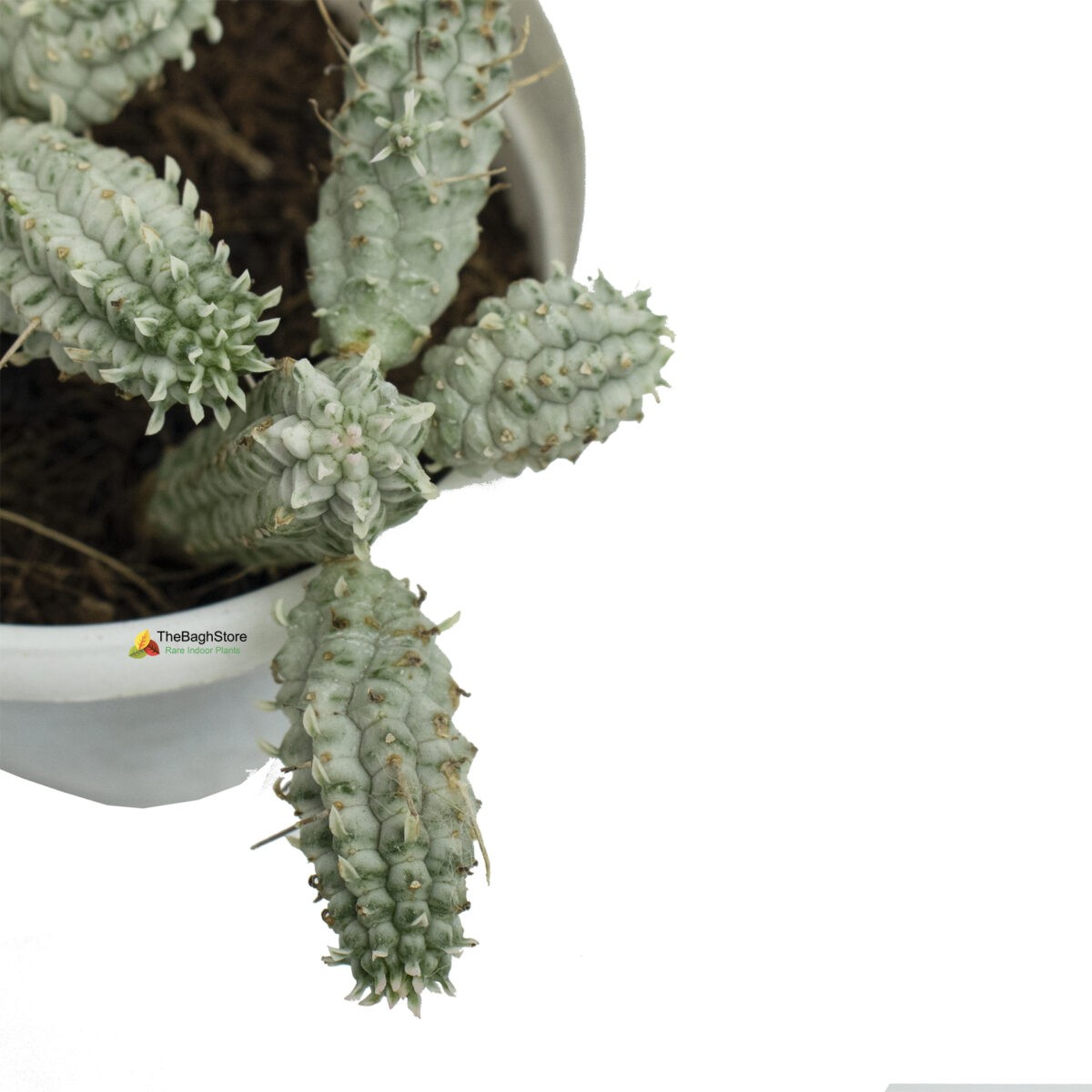 Euphorbia Mammillaris Variegata , Cactus - Plant