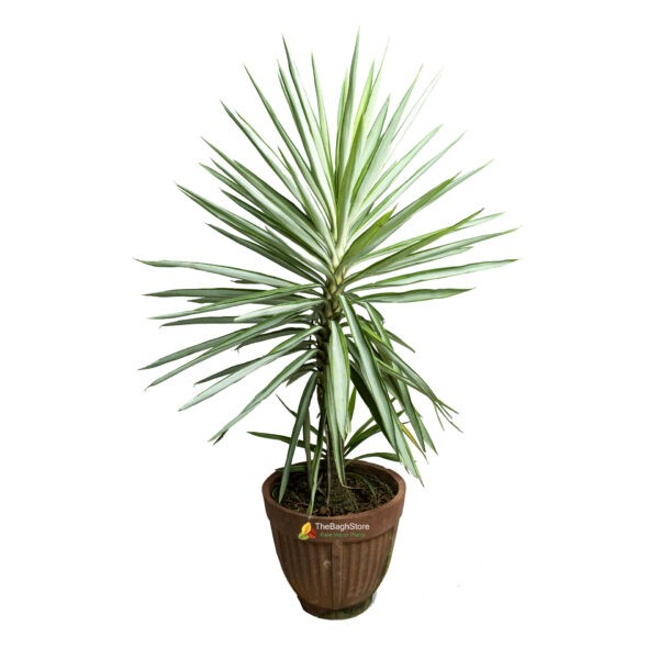 Yucca Gloriosa -Plant